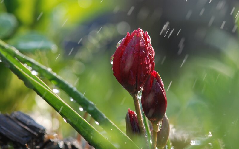 Red Flower Buds in Rain — Serene, Morning