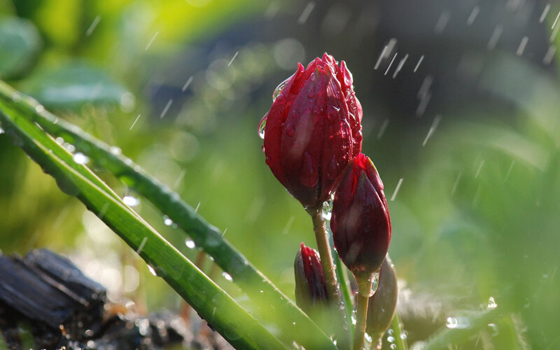 Red Flower Buds in Rain — Serene