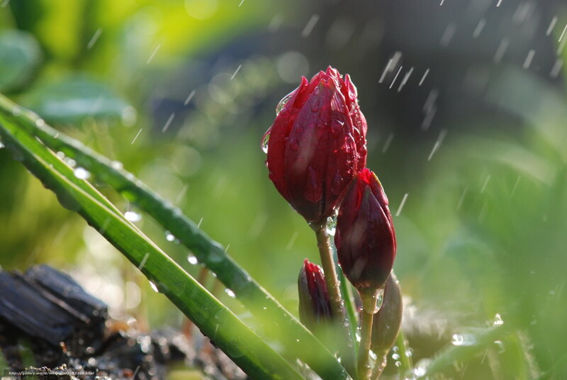 Red flower buds in rain