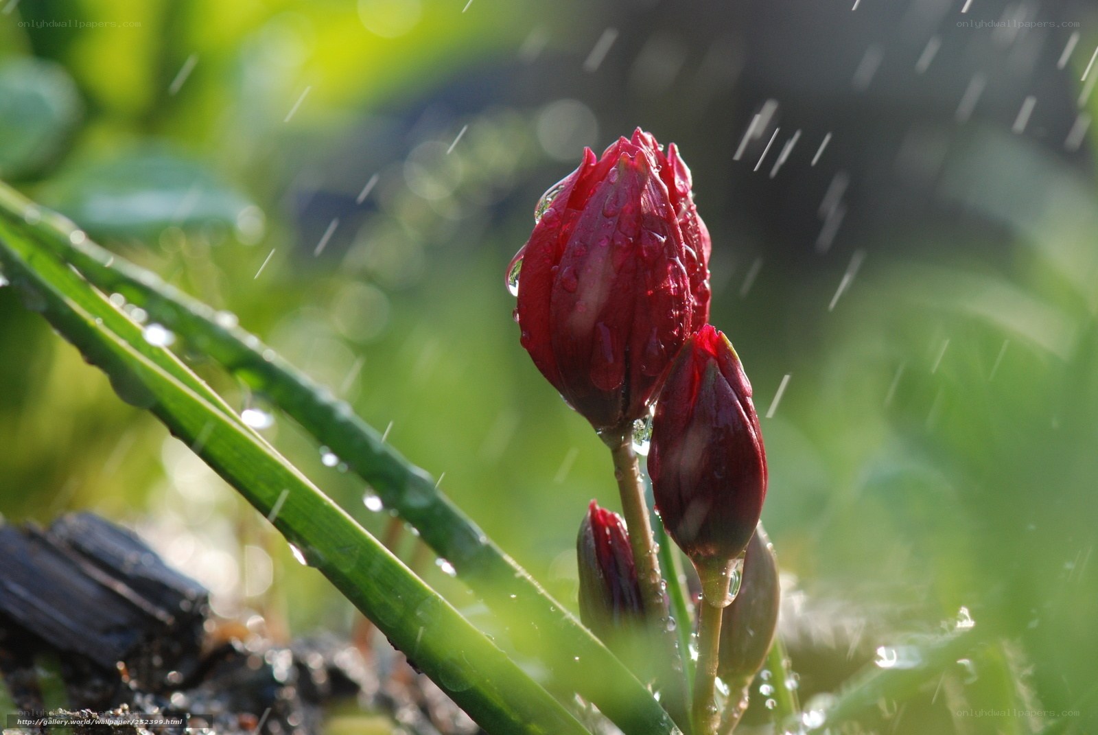 Red flower buds in rain