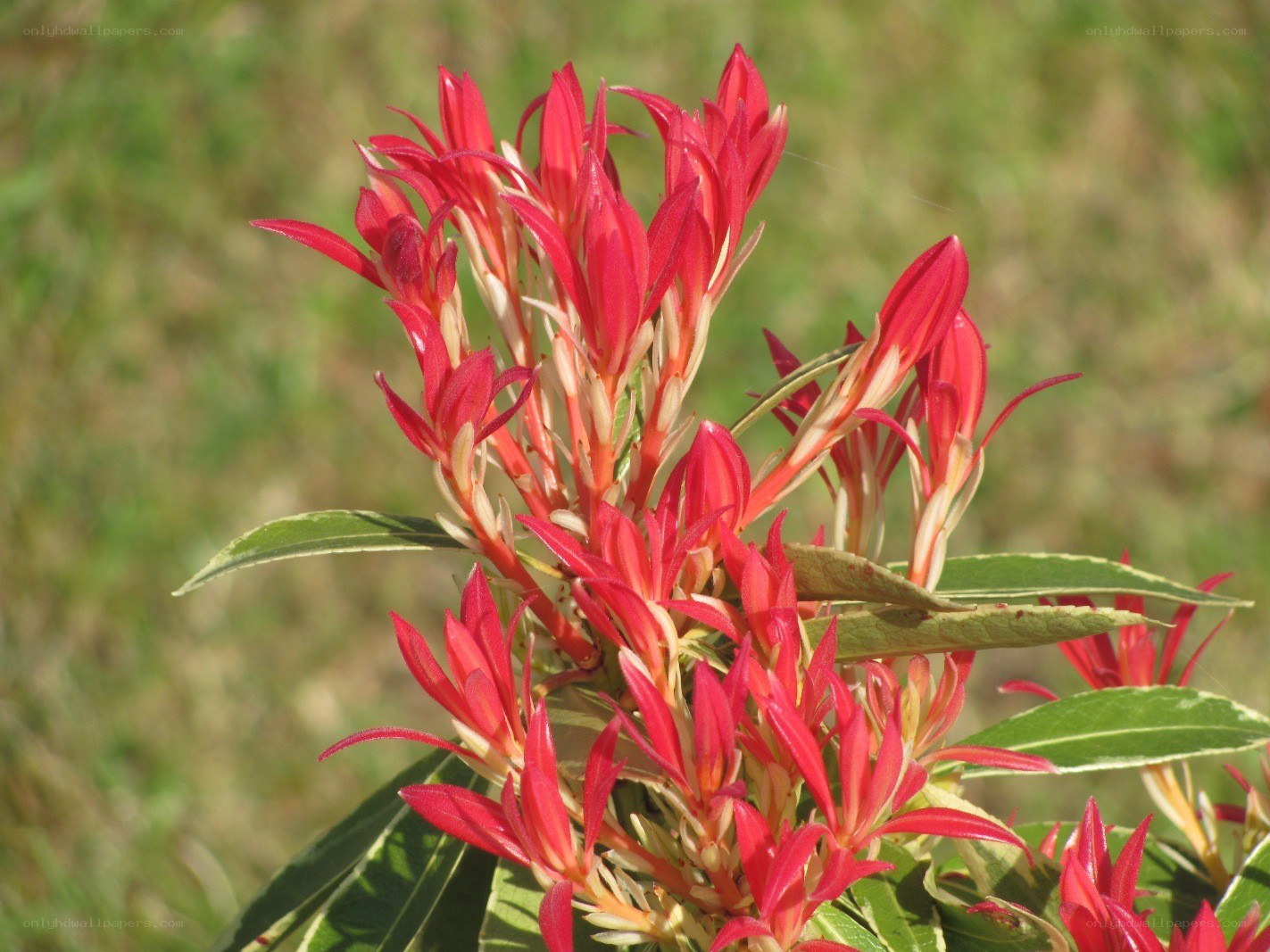Red flower buds in sunlight