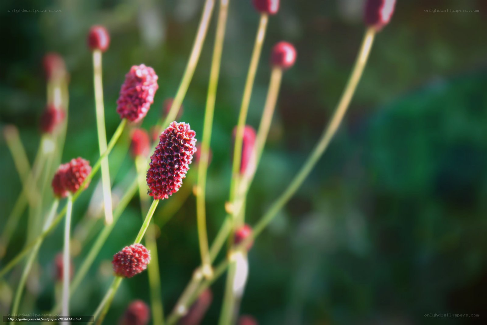 Red flower buds in sunlight