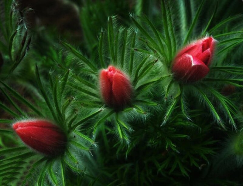 Red Flower Buds — Natural, Photograph