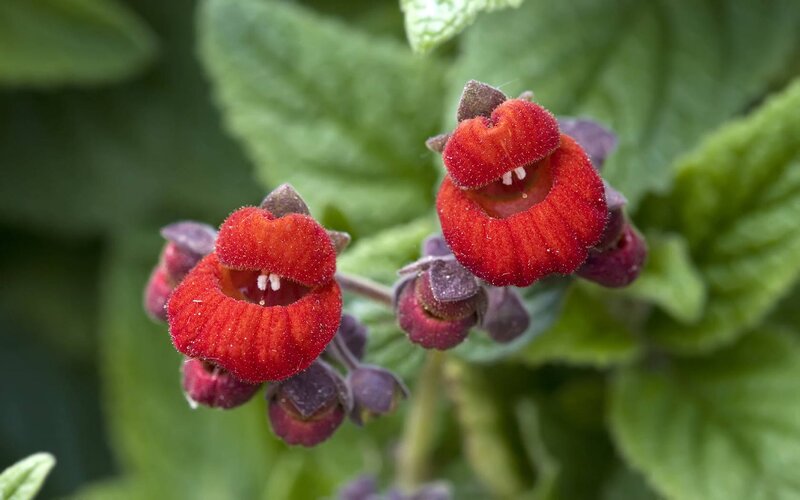 Red Flower Buds — Natural