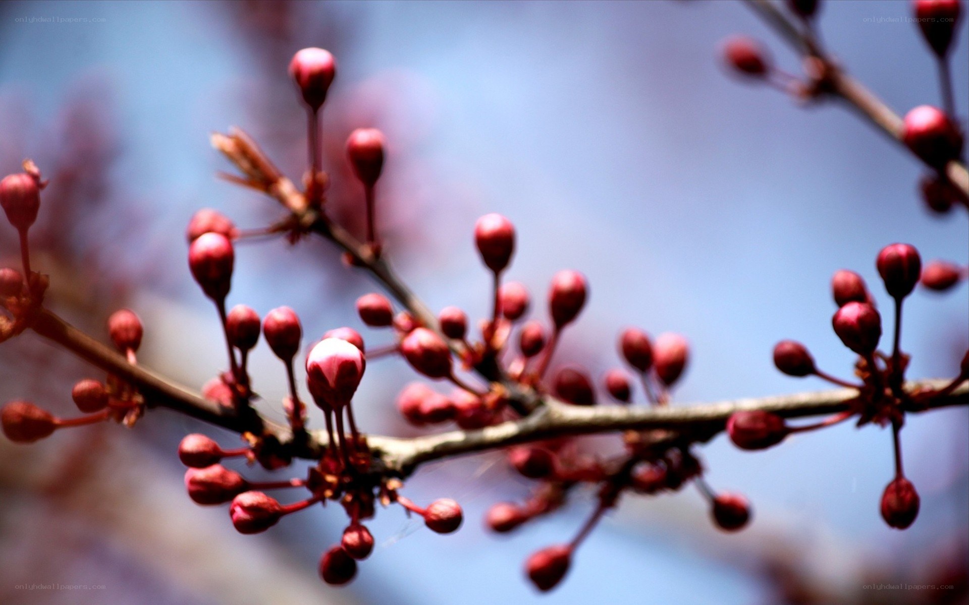 Red flower buds on a branch