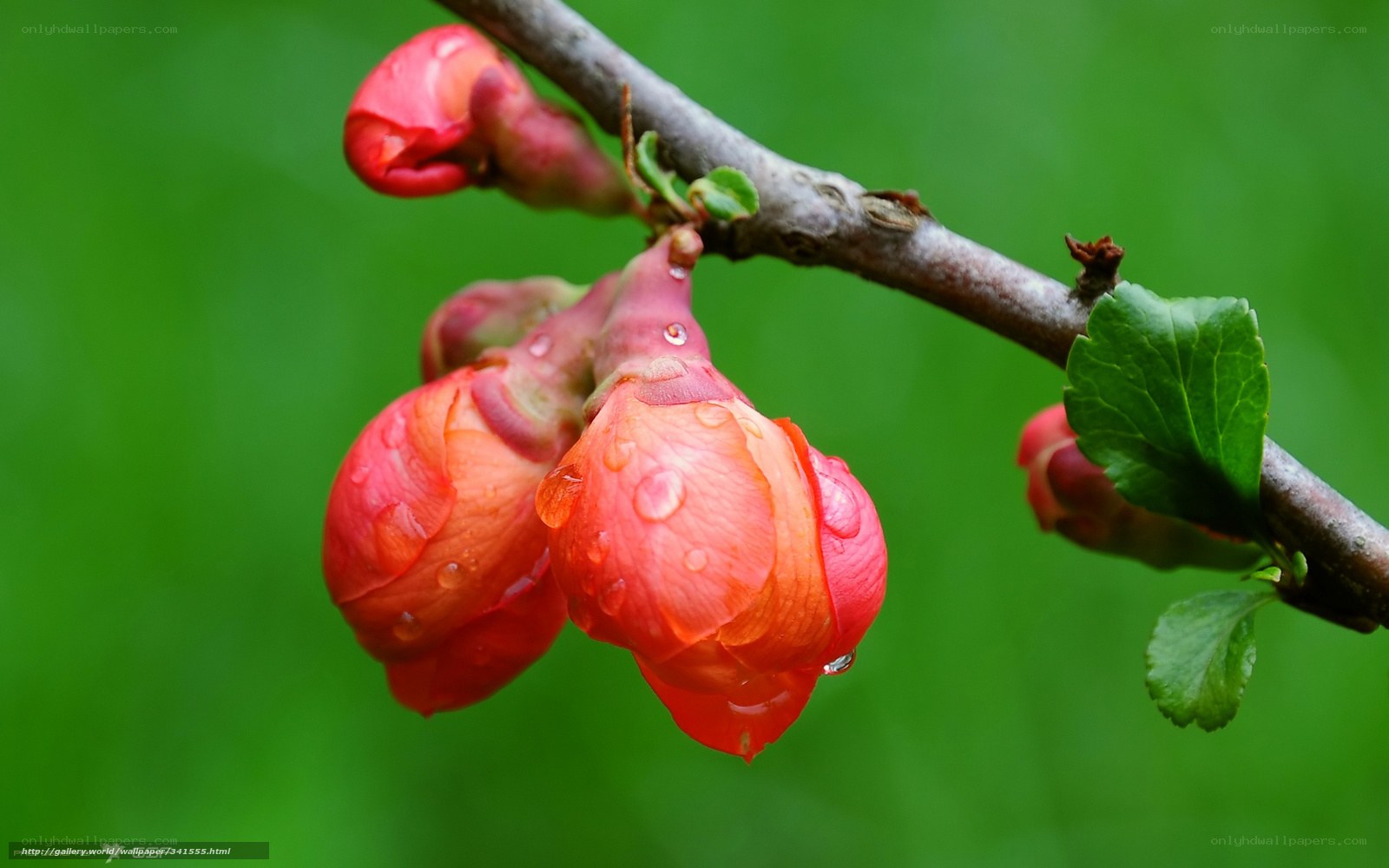 Red flower buds on a branch