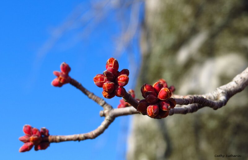 Red Flower Buds on Branch — Blue