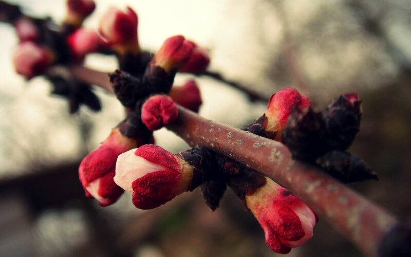 Red Flower Buds on Branch — Calm