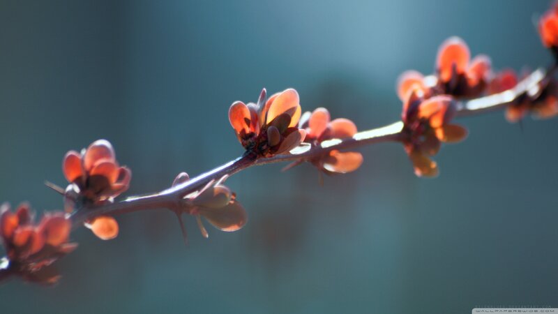 Red Flower Buds on Branch — Orange