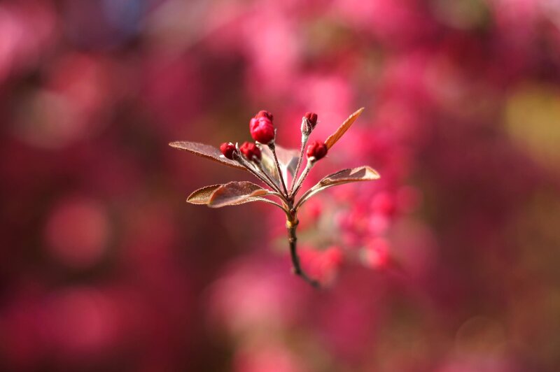 Red Flower Buds on Branch — Serene, Spring