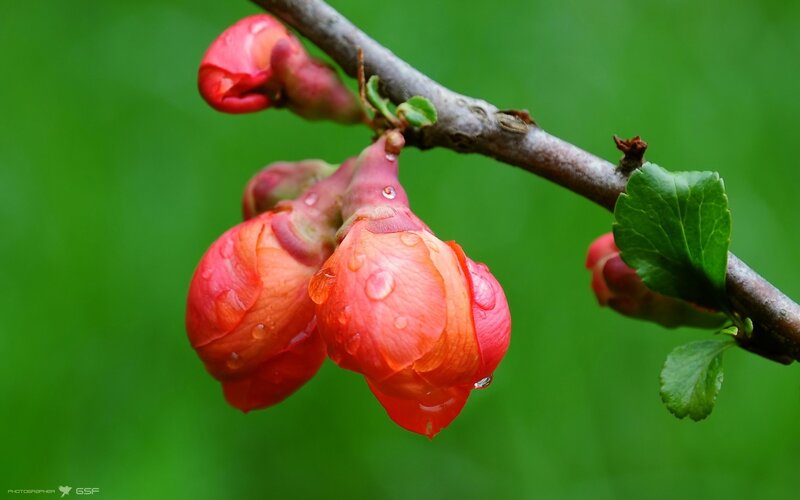 Red Flower Buds on Branch — Serene