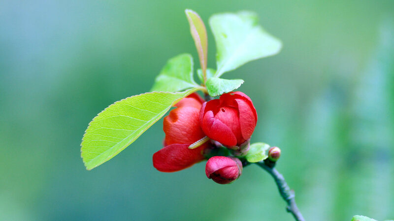 Red Flower Buds on Branch