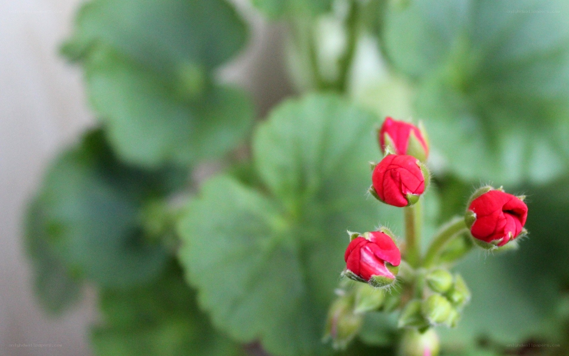 Red flower buds on green plant