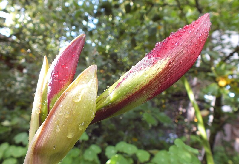 Red Flower Buds — Serene, Morning