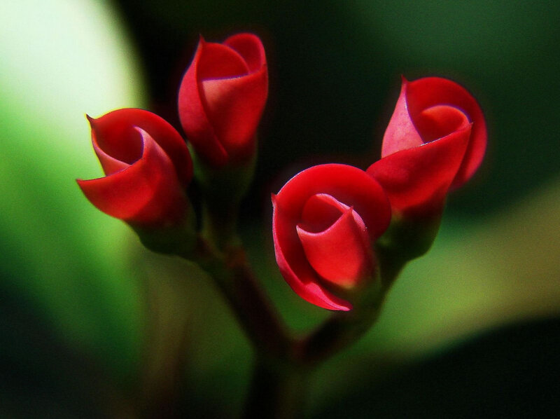 Red Flower Buds — Serene, Photograph, Stem