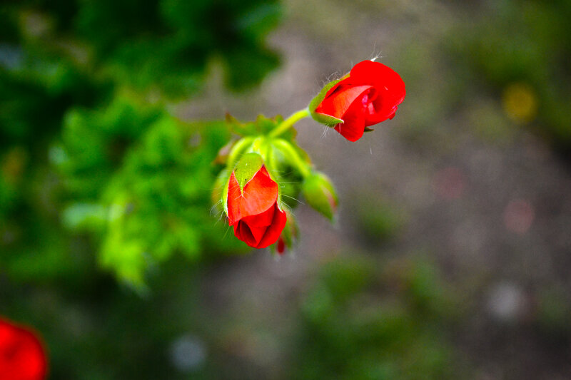 Red Flower Buds — Serene, Photograph