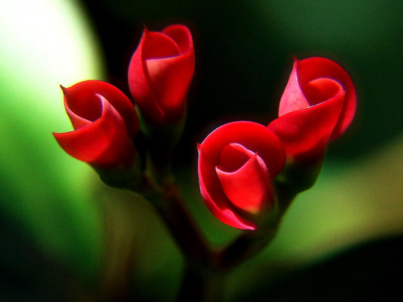 Red Flower Buds — Serene
