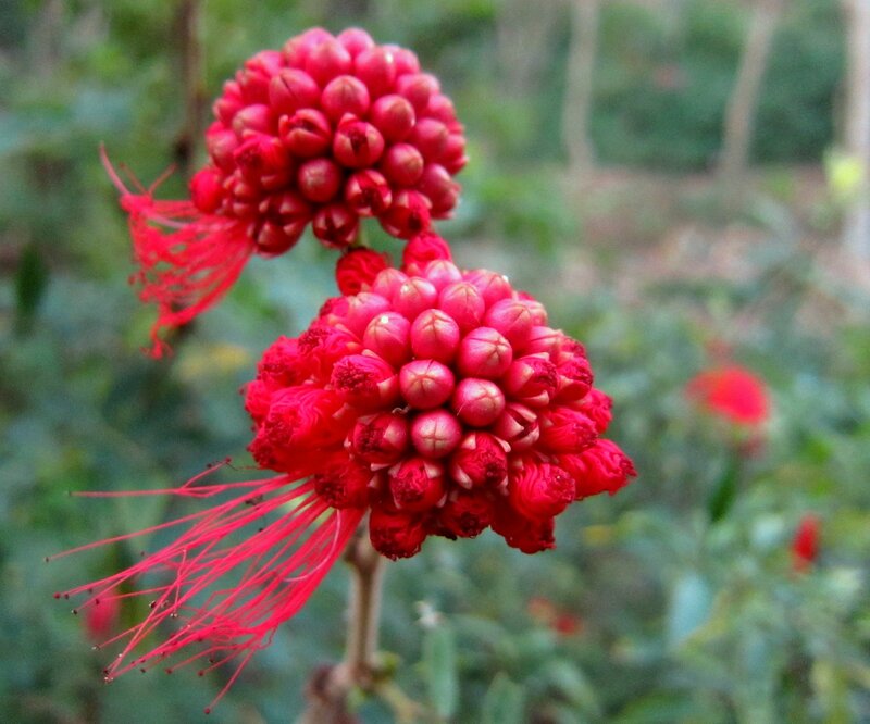 Red Flower Buds