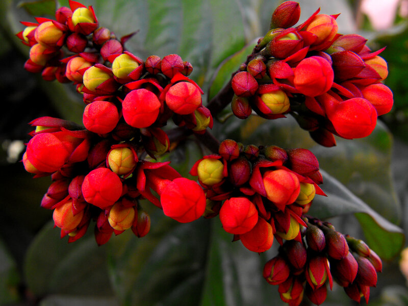 Red Flower Buds — Vibrant