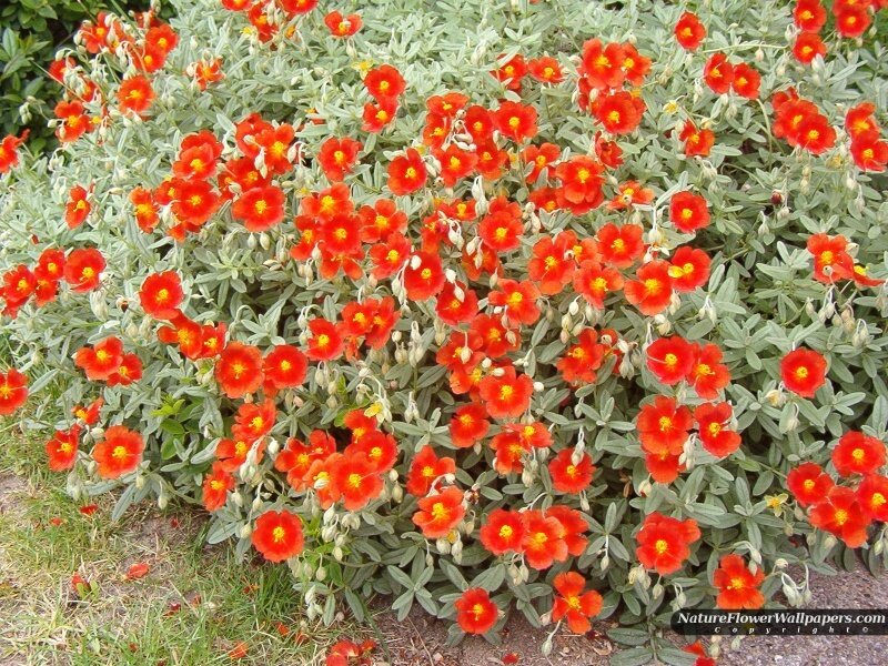 Red Flower Bush