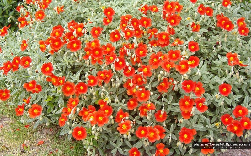 Red Flower Bush — Vibrant