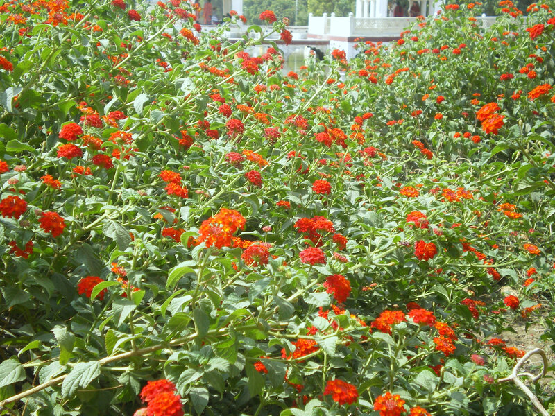 Red Flower Bushes