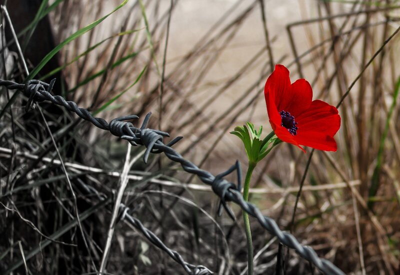 Red Flower by Barbed Wire