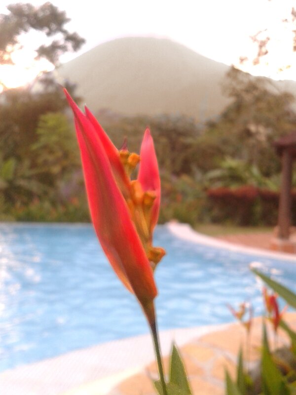 Red flower by pool with mountain