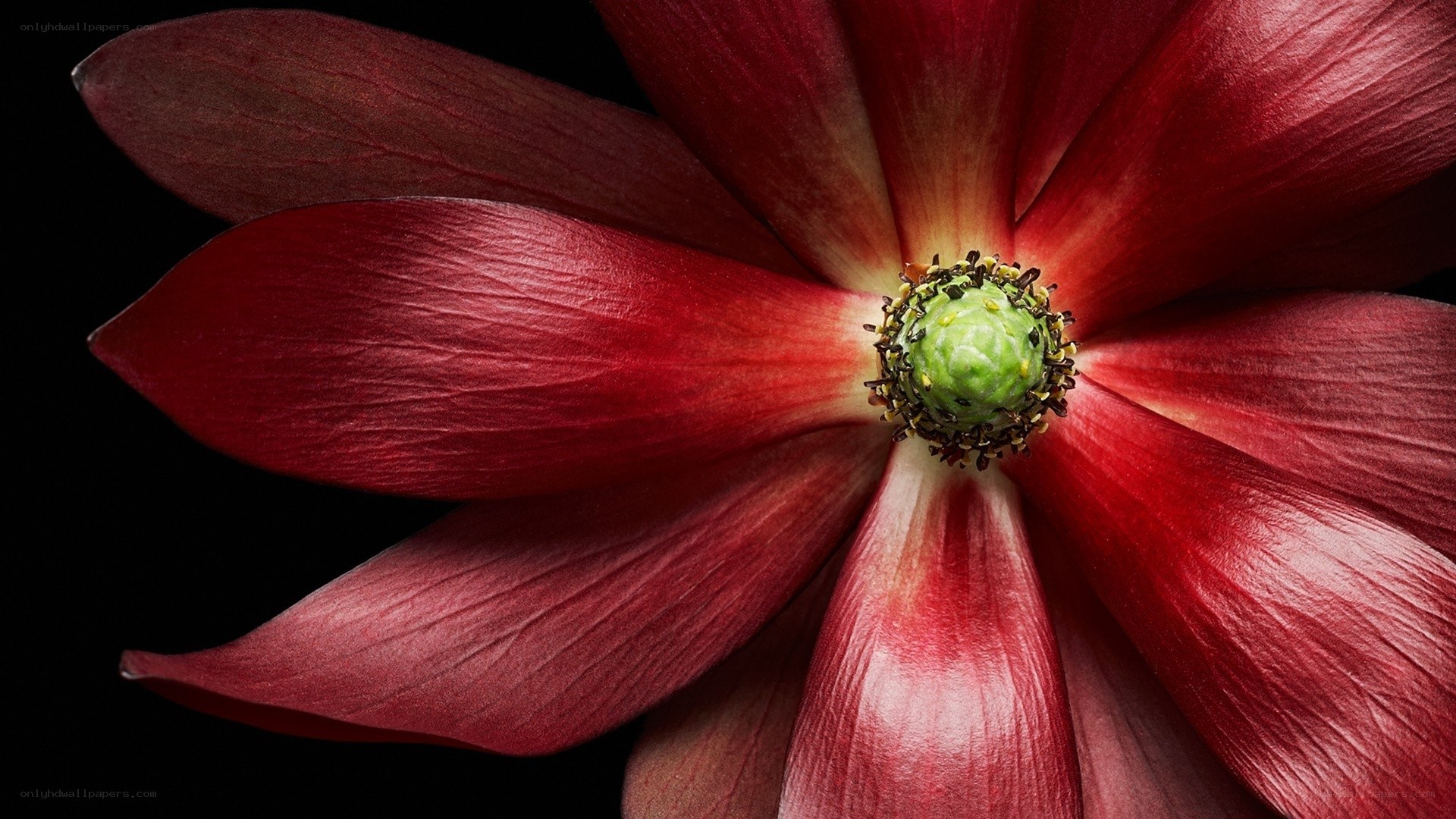 Red flower center close-up