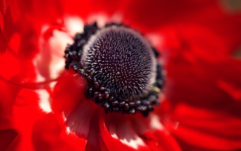 Red Flower Center — Dramatic, Photograph, Petals