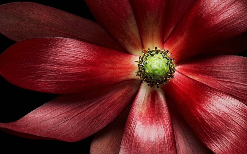 Red Flower Center — Dramatic
