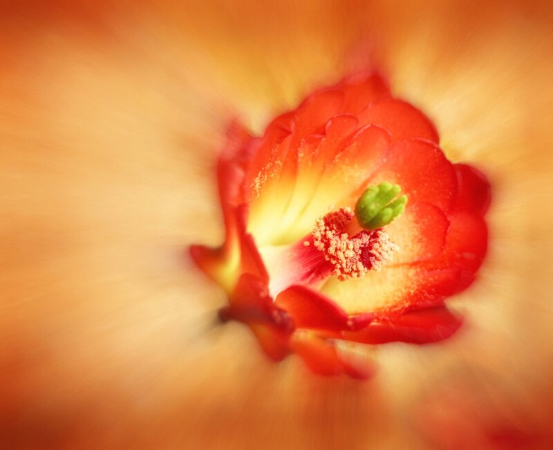 Red Flower Center