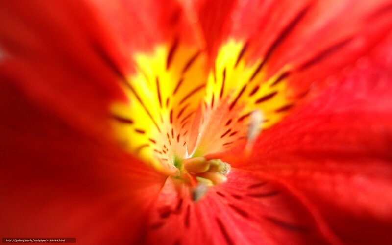 Red Flower Center — Vibrant, Photograph