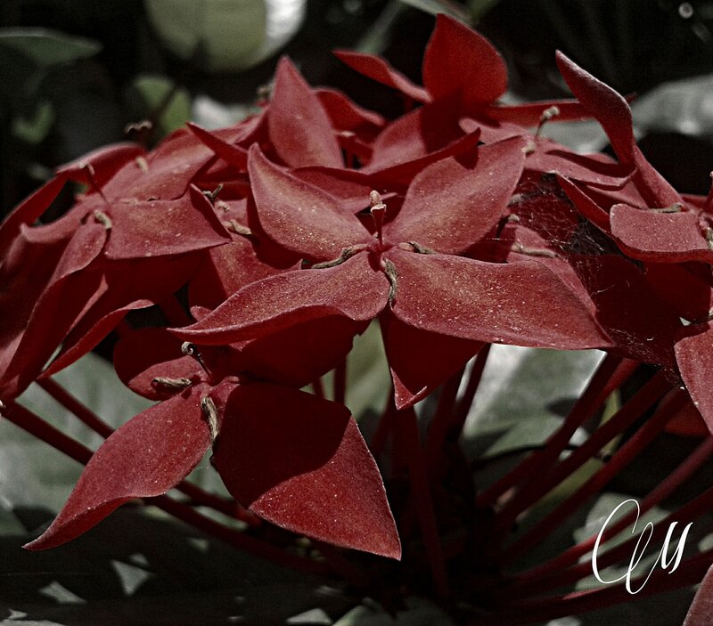 Red Flower Cluster — Dramatic, Photograph