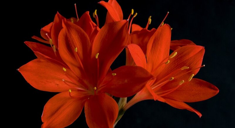 Red Flower Cluster — Dramatic