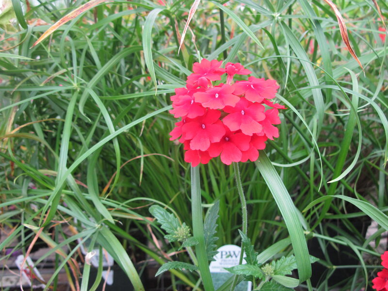 Red Flower Cluster — Natural, Afternoon