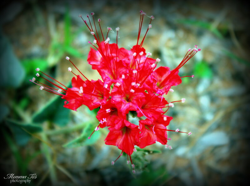 Red Flower Cluster — Natural, Photograph, Stamen