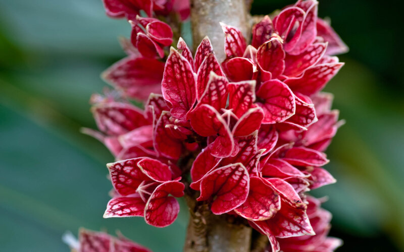 Red Flower Cluster — Natural, Photograph, Stem