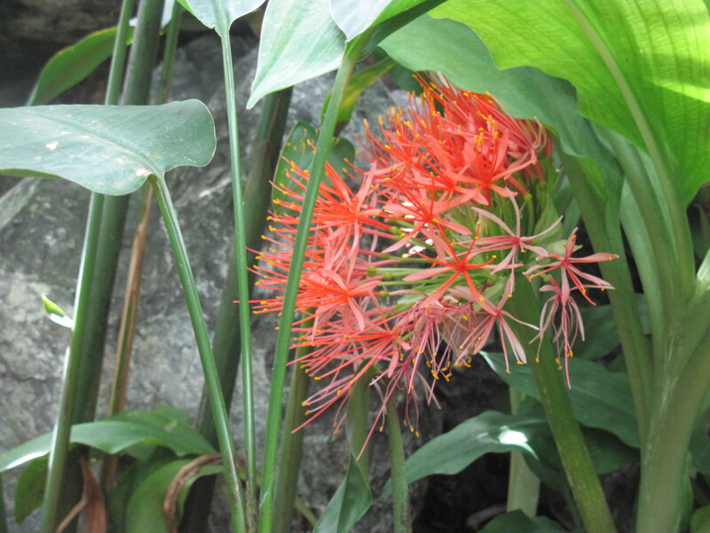 Red Flower Cluster — Natural, Photograph