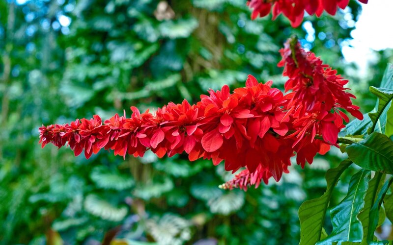 Red Flower Cluster — Natural