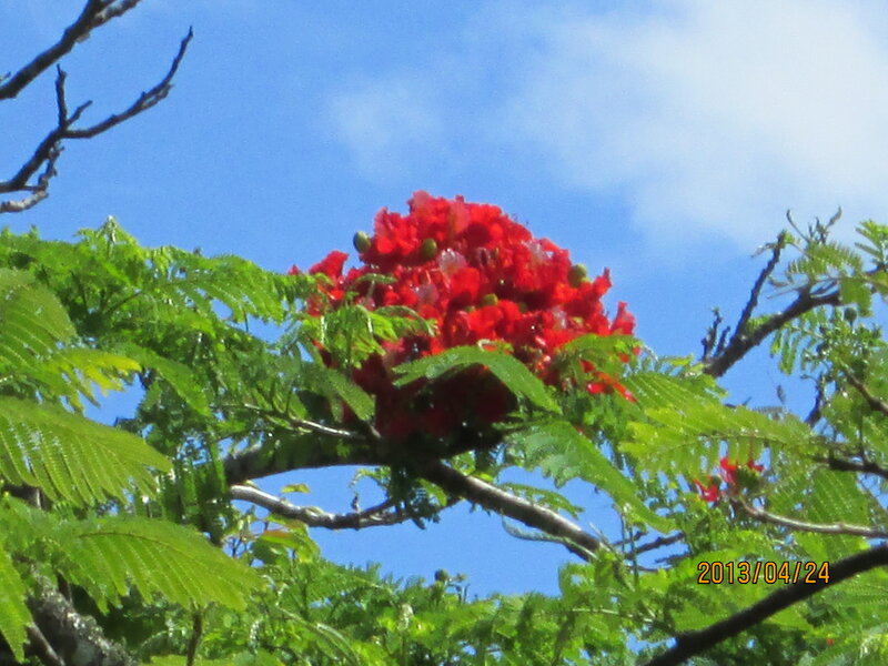 Red Flower Cluster on Tree