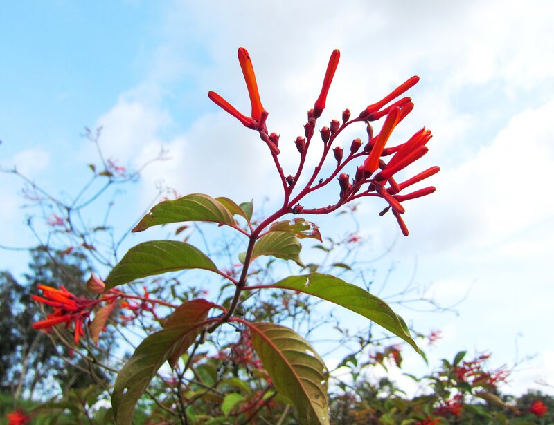 Red Flower Cluster — Serene