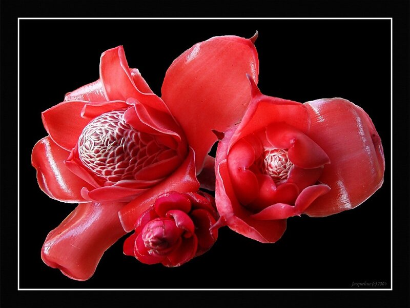 Red Flower Cluster