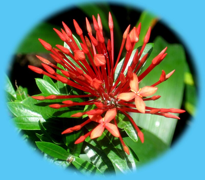 Red Flower Cluster — Vibrant, Afternoon, Photograph