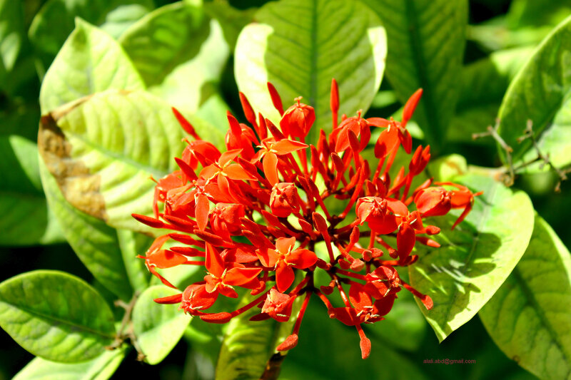 Red Flower Cluster — Vibrant, Afternoon