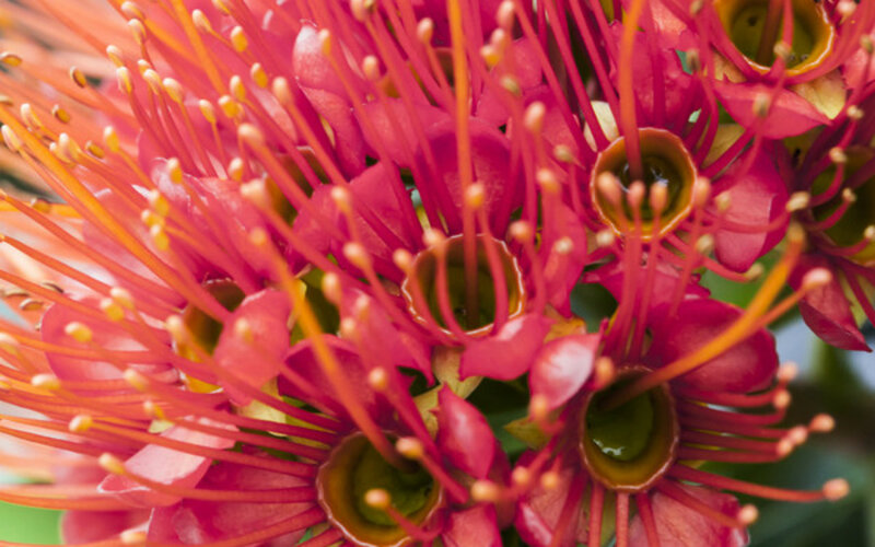 Red Flower Cluster — Vibrant, Photograph, Stamen