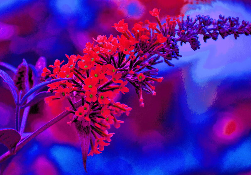 Red Flower Cluster — Vibrant, Photograph