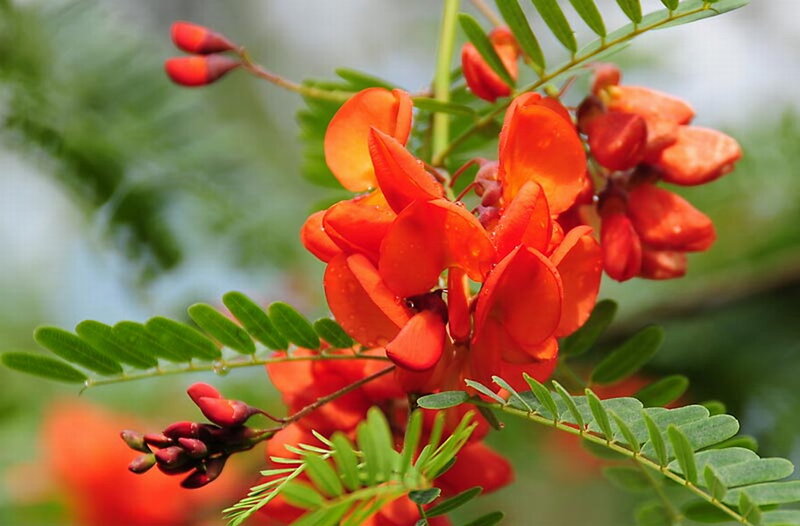 Red Flower Cluster — Vibrant