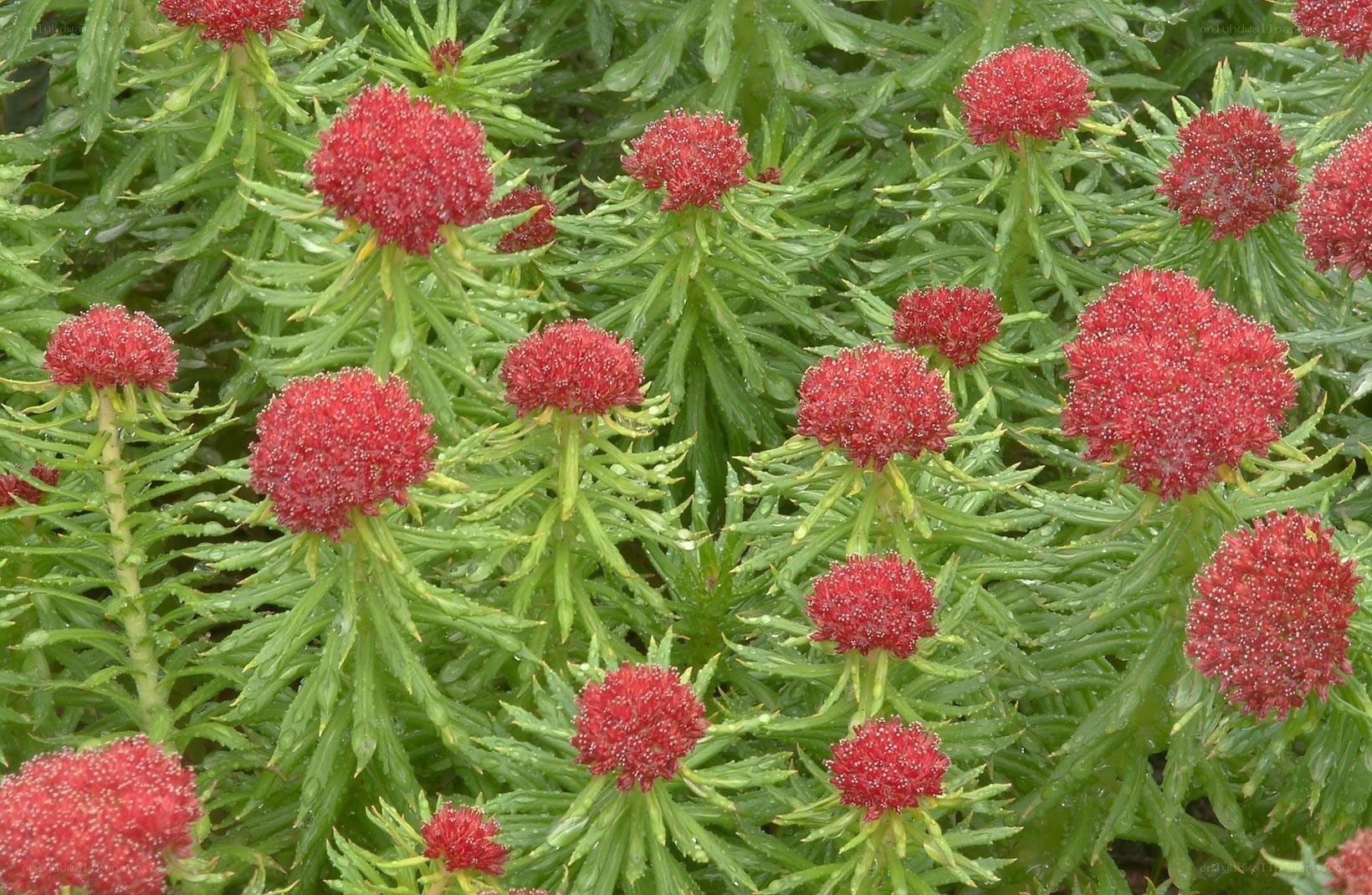 Red flower clusters on green foliage