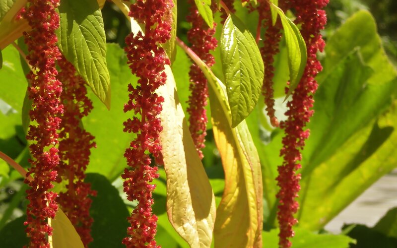 Red Flower Clusters